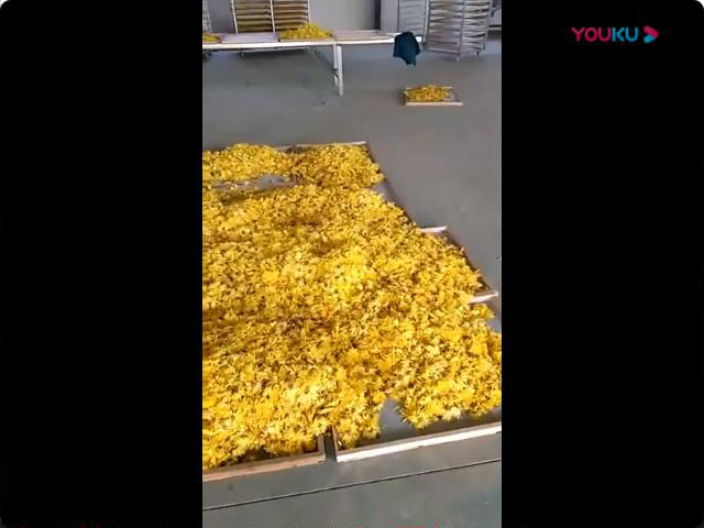 菊花烘干機(jī)