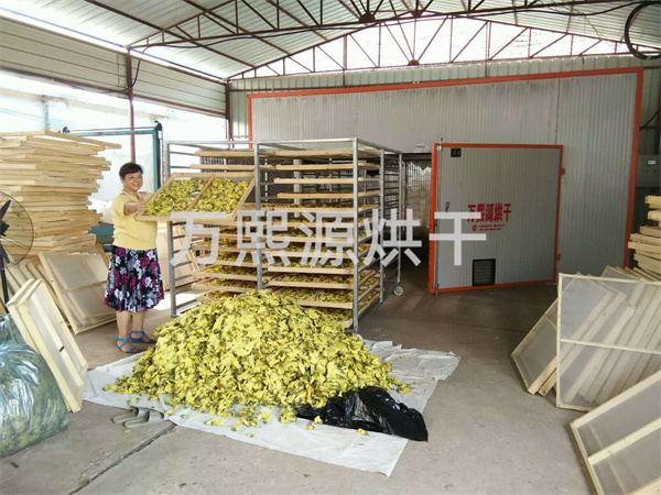 金花葵烘干機