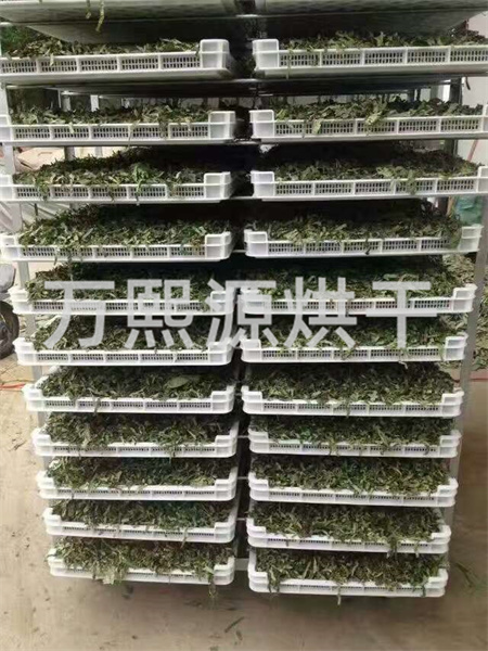 菊花烘干機